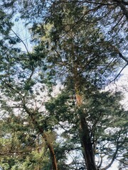 trees in the forest