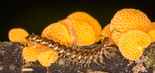 Close up of orange pore fungus and centipede on rotting log
