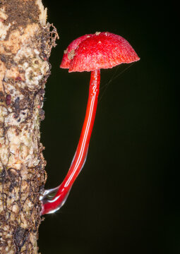 Close up of a red mushroom commonly known as the ruby bonnet