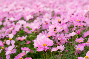 Obraz premium A vast field of blooming cosmos flowers sways gently in the breeze under the warm sunlight. The vibrant pink, white, and magenta petals create a dreamy, colorful landscape that stretches into the hori