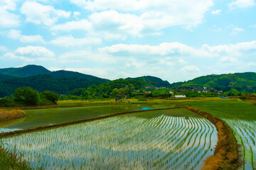 A large area of rice seedlings growing in the fields of Korea.