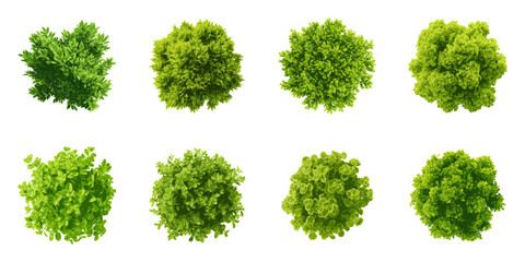 Top View Green Tree Canopy Illustration Set. Landscape Architecture And Garden Design Element Collection. Isolated Vector Illustration