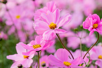 A vast field of blooming cosmos flowers sways gently in the breeze under the warm sunlight. The vibrant pink, white, and magenta petals create a dreamy, colorful landscape that stretches into the hori