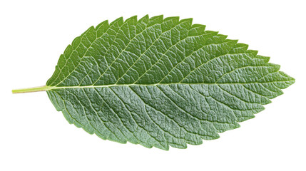 Obraz premium Single Green Leaf with Detailed Veins and Textures, Isolated on White Background, Ideal for Nature and Environmental Themes