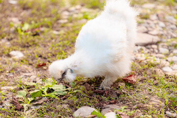 Close up view of chinese Silkie Brahma chicken feeding in grass meadow. Ethically Raised Chicken in...