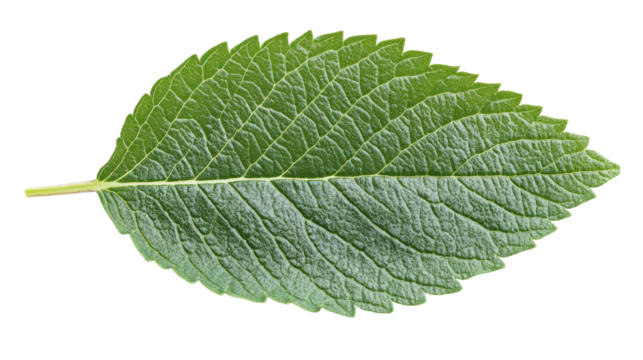 Single Green Leaf with Detailed Veins and Textures, Isolated on White Background, Ideal for Nature and Environmental Themes