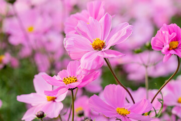 Obraz premium A vast field of blooming cosmos flowers sways gently in the breeze under the warm sunlight. The vibrant pink, white, and magenta petals create a dreamy, colorful landscape that stretches into the hori