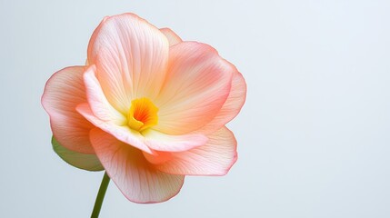 Fototapeta premium Elegant simplicity, a single flower in vase, capturing the essence of beauty single