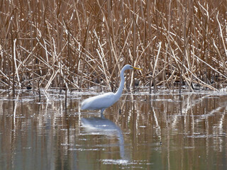 白鳥のいる蓮池