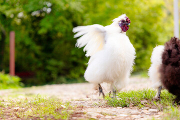 Low angle view white Chinese rooster Silky Brahma flaps his wings on the farm. Chickens raised in...