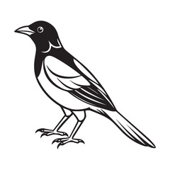 Obraz premium Common blackbird vector art illustration