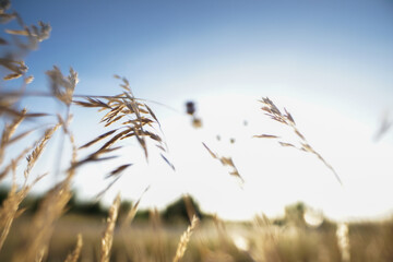 Natur im Sommer
