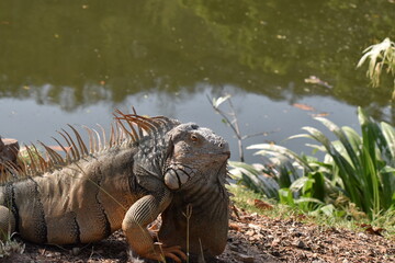 iguana in the zoo