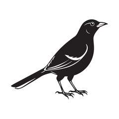 Fototapeta premium Common blackbird vector art illustration
