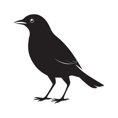 Obraz premium Common blackbird vector art illustration