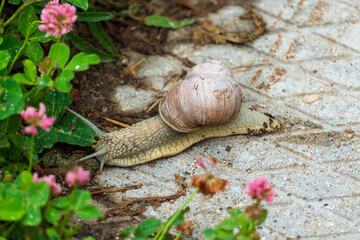 Snail on a leaf. Large grape snail with white shell on concrete slab background