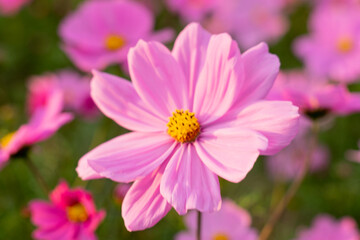 Obraz premium A breathtaking view of a vast cosmos flower field in full bloom, with pink, white, and magenta petals dancing under the sunlight. The vibrant meadow stretches into the horizon, creating a dreamy