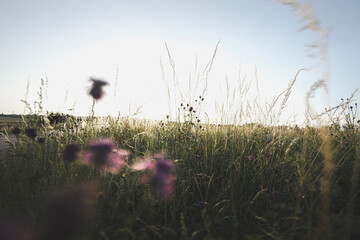 Natur im Sommer
