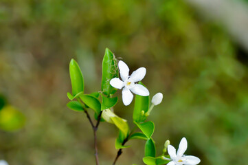 Arctic Snow, Milky Way or Snowflake or Sweet Indrajao or Winter Cherry Tree or Wrightia...