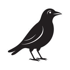 Obraz premium Common blackbird vector art illustration