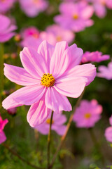 A breathtaking view of a vast cosmos flower field in full bloom, with pink, white, and magenta petals dancing under the sunlight. The vibrant meadow stretches into the horizon, creating a dreamy