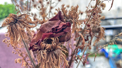 dried and wilted flowers blurred background