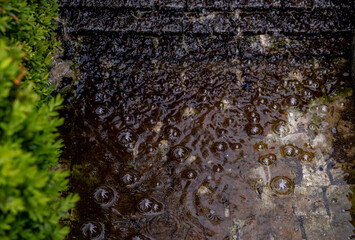 Rain bubbles in the water in close-up.
