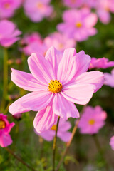 A breathtaking view of a vast cosmos flower field in full bloom, with pink, white, and magenta petals dancing under the sunlight. The vibrant meadow stretches into the horizon, creating a dreamy