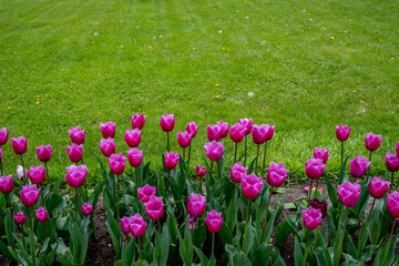 Fototapeta premium Tulips near a green lawn on a summer day.