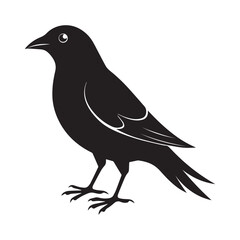 Obraz premium Common blackbird vector art illustration