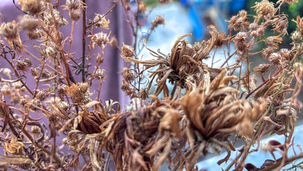 dried and wilted flowers blurred background