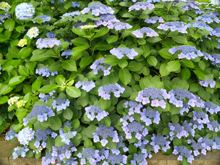 咲き誇る紫陽花