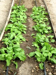chard seedlings in garden with drip irrigation