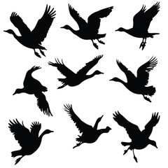 Obraz premium flying goose silhouette