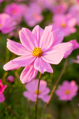 Obraz premium A breathtaking view of a vast cosmos flower field in full bloom, with pink, white, and magenta petals dancing under the sunlight. The vibrant meadow stretches into the horizon, creating a dreamy