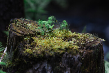 green moss on tree