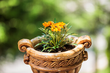 flowers in a pot