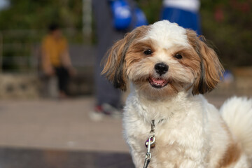 Portrait of cute Shih Tzu small dog with well groomed furs looks cute with white and brown color looking at the camera with smiling face
