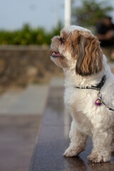 Portrait of cute Shih Tzu small dog with well groomed furs looks cute with white and brown color