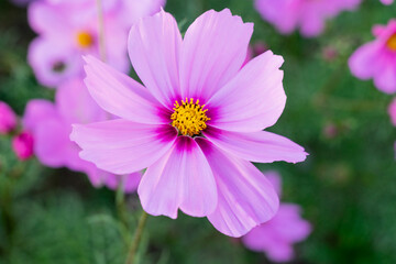 Obraz premium A breathtaking view of a vast cosmos flower field in full bloom, with pink, white, and magenta petals dancing under the sunlight. The vibrant meadow stretches into the horizon, creating a dreamy