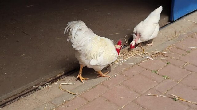 Roosters in a farm