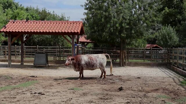 Brown Cow
