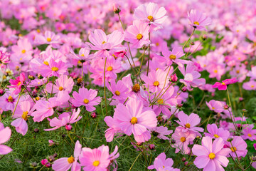 A breathtaking view of a vast cosmos flower field in full bloom, with pink, white, and magenta petals dancing under the sunlight. The vibrant meadow stretches into the horizon, creating a dreamy