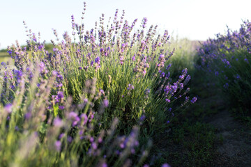 Purple Lavender fields, Provence. Aromatherapy. Nature Cosmetics. Selective focus on bush lavender flower in flower garden. Lavender purple flowers lit by sunlight. Beautiful nature background	
