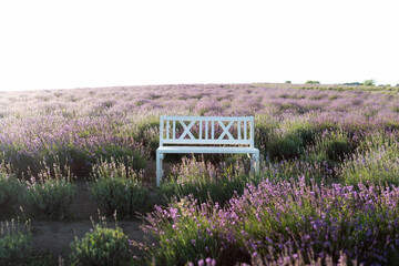 White wooden bench among the bushes of flowering purple Lavender fields. A cozy place for relax....