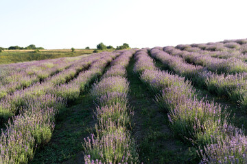 Purple Lavender fields, Provence. Aromatherapy. Nature Cosmetics. Selective focus on bush lavender...
