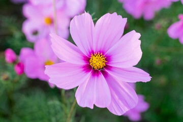 A breathtaking view of a vast cosmos flower field in full bloom, with pink, white, and magenta petals dancing under the sunlight. The vibrant meadow stretches into the horizon, creating a dreamy