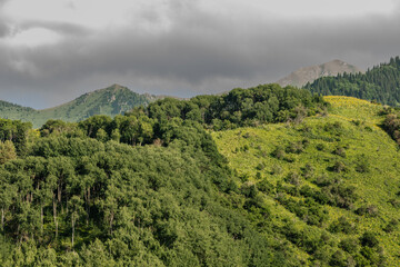 rice terraces in the morning