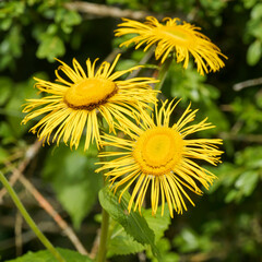 Inula magnifica - Giant fleabane or magnificent elecampagne, splendid broad daisies-like flowers with several deep yellow drooping flower heads atop hairy purplish branched strong stems 