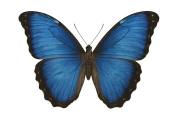Obraz premium Blue morpho butterfly displaying open wings, revealing shimmering iridescent blue surface against transparent background